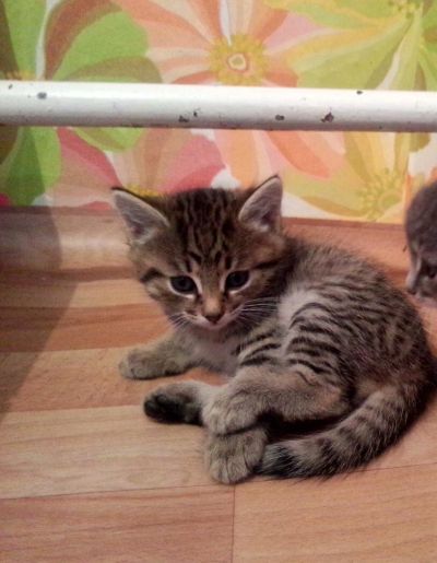 Лот: 8630950. Фото: 1. Маленький котёнок ищет добрых... Кошки, котята