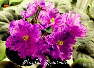 Лот: 5252347. Фото: 1. Фиалка сортовая Playful Spectrum... Горшечные растения и комнатные цветы