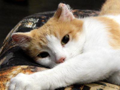 Лот: 7714685. Фото: 1. Кошечка стерилизованная, мурлышка... Кошки, котята