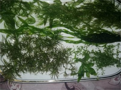 Лот: 10675905. Фото: 1. Растения в аквариум, все одним... Водные растения