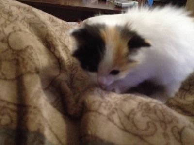 Лот: 10393035. Фото: 1. Котёнок. Кошки, котята