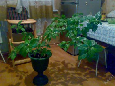 Лот: 115396. Фото: 1. Гибискус. Горшечные растения и комнатные цветы