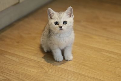 Лот: 11739361. Фото: 1. Британский котенок 2 мес - мальчик1... Кошки, котята