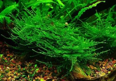 Лот: 1575667. Фото: 1. Мох Кристмас (Vesicularia montagnei... Водные растения