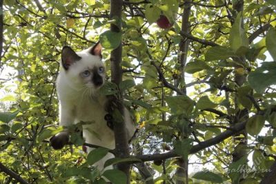 Лот: 2210767. Фото: 1. Шикарный котенок редкой породы... Кошки, котята