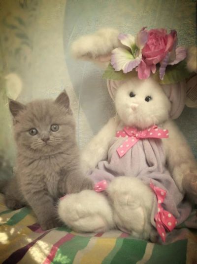 Лот: 7646427. Фото: 1. котенок британской короткошерстной. Кошки, котята