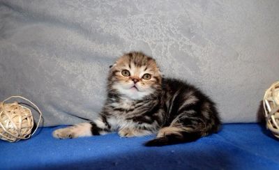 Лот: 7332630. Фото: 1. Мальчик вислоухий черный мрамор. Кошки, котята