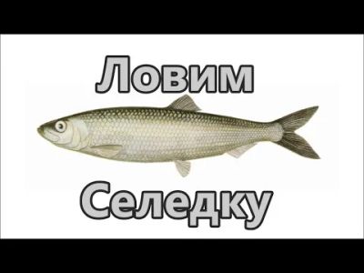 Лот: 6866769. Фото: 1. Селедка осталось 30 т. Икра, рыба, морепродукты