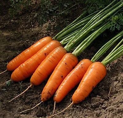 Лот: 10179987. Фото: 1. Морковь домашняя. Овощи, фрукты, зелень