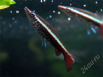 Лот: 5340577. Фото: 1. Пецилобрикон обыкновенный (Nannostomus... Рыбки