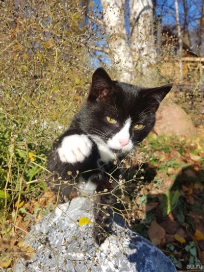 Лот: 18206302. Фото: 1. Котенок. Кошки, котята