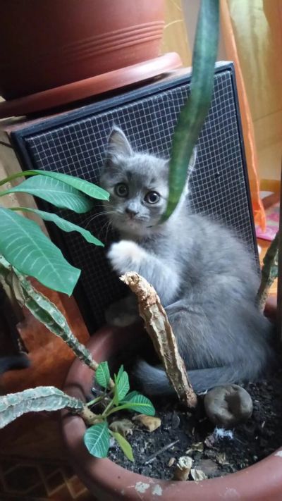 Лот: 10506823. Фото: 1. Котята. Кошки, котята