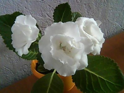 Лот: 7067363. Фото: 1. Глоксиния белая махровая. Горшечные растения и комнатные цветы