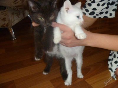 Лот: 1853467. Фото: 1. Отдам в хорошие руки котят!. Кошки, котята