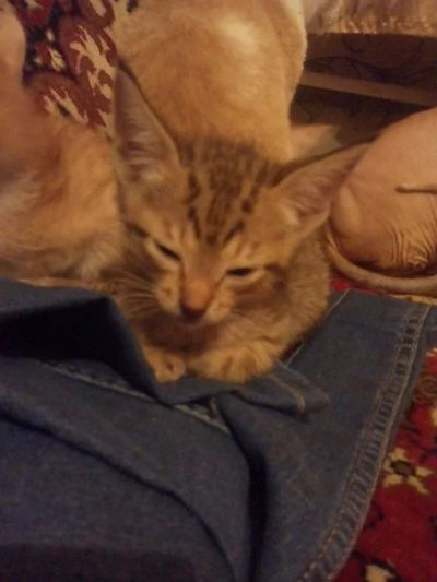 Лот: 6728959. Фото: 1. Отдам котят. Кошки, котята