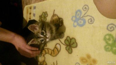 Лот: 10459041. Фото: 1. Мейн кун. Кошки, котята