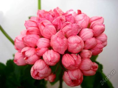 Лот: 5917268. Фото: 1. Пеларгония тюльпановидная Pink... Горшечные растения и комнатные цветы