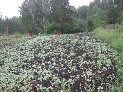 Лот: 940238. Фото: 1. Продам участок,овинный!. Земельные участки