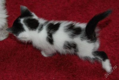 Лот: 1844352. Фото: 1. Котенок-долматинец №3. Кошки, котята