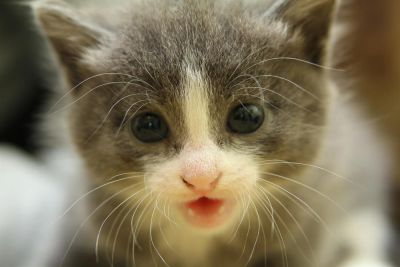 Лот: 3368926. Фото: 1. Коята, киска, котёнок. Кошки, котята