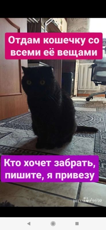 Лот: 19087606. Фото: 1. Отдам кошку шотландскую. Кошки, котята