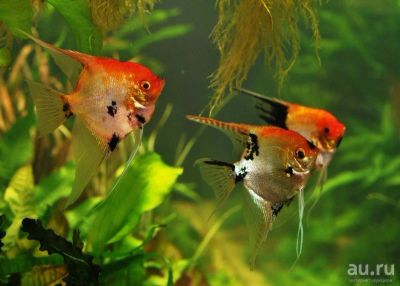 Лот: 17908359. Фото: 1. Скалярии (Pterophyllum scalare... Рыбки