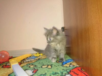 Лот: 8964205. Фото: 1. Симпатяжка кошечкака, умница 288-48-44. Кошки, котята