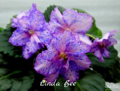 Лот: 5876081. Фото: 1. Фиалка сортовая Linda Bee (детка... Горшечные растения и комнатные цветы