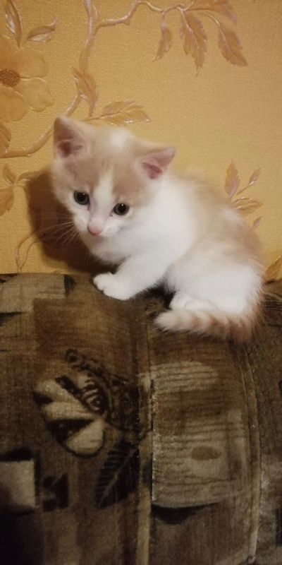 Лот: 17005106. Фото: 1. Отдам котят бесплатно. Кошки, котята