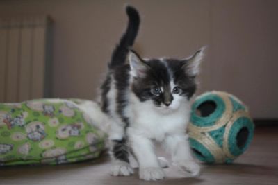 Лот: 6821438. Фото: 1. мейн кун котята. Кошки, котята