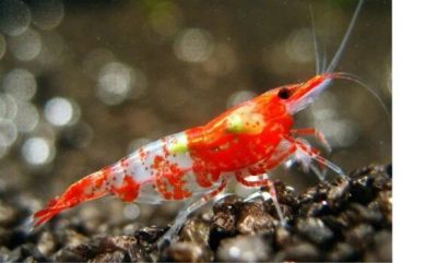 Лот: 10131014. Фото: 1. Креветка рили. Моллюски, ракообразные, кораллы