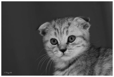 Лот: 7955781. Фото: 1. Продам маленького щотландца. Кошки, котята