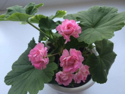 Лот: 8208757. Фото: 1. Пеларгония Australien Pink Rosebud. Горшечные растения и комнатные цветы