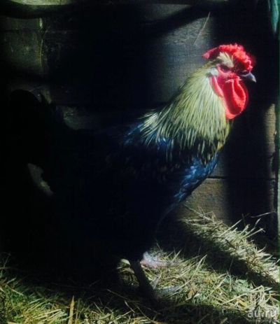 Лот: 10428031. Фото: 1. Петушок. Другое (растения и животные)