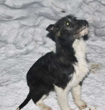 Лот: 2461635. Фото: 1. Красивая собака, черно-белого... Собаки, щенки