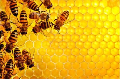 Лот: 10044376. Фото: 1. продам свежий мед разнотравье... Мёд, продукты пчеловодства