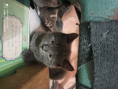 Лот: 16362854. Фото: 1. Отдам британцев. Кошки, котята