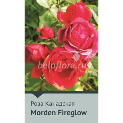 Лот: 15891820. Фото: 1. Роза Канадская Модерн Файрглоу... Садовые цветы