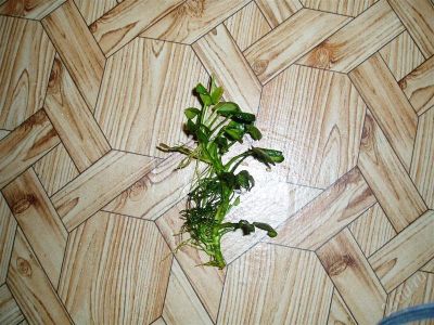 Лот: 2838157. Фото: 1. анубиас нано 2. Водные растения