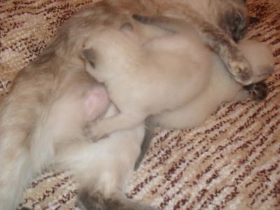 Лот: 3229688. Фото: 1. В хорошие руки красивых котят... Кошки, котята