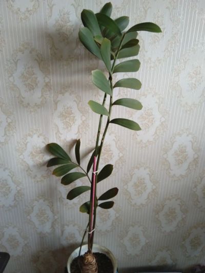 Лот: 20007811. Фото: 1. Замия. Горшечные растения и комнатные цветы