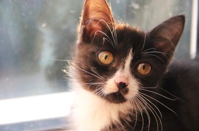 Лот: 8139675. Фото: 1. черный котенок!!!!!!. Кошки, котята