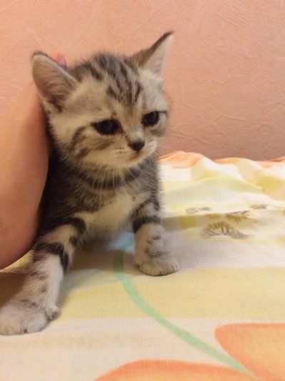 Лот: 5412196. Фото: 1. Британцы.британские котята. Кошки, котята