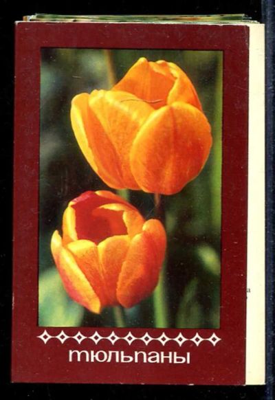 Лот: 23433061. Фото: 1. Тюльпаны. Открытки, конверты