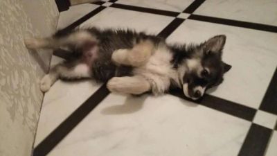 Лот: 6448730. Фото: 1. Отдам щенка-зайчика двух месяцев... Собаки, щенки