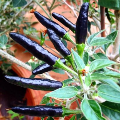 Лот: 7569665. Фото: 1. семена перца "черная кобра" (5... Овощи