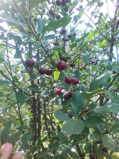 Лот: 7980183. Фото: 1. Саженцы вишни ( тёмная). Другое (семена, рассада, садовые растения)