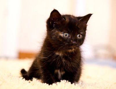 Лот: 3015544. Фото: 1. Маленькая киса!. Кошки, котята