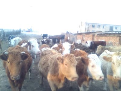 Лот: 4926045. Фото: 1. Дом +крестьянское хозяйство... Другое (готовый бизнес)
