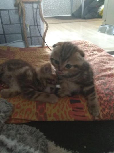 Лот: 11079587. Фото: 1. Продам шотландских котяток. Кошки, котята